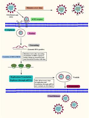 An overview of viral mutagenesis and the impact on pathogenesis of SARS-CoV-2 variants